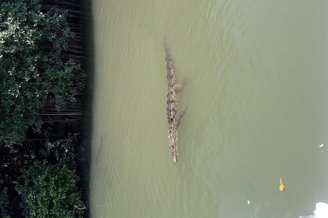 Private Black River Safari Tour from Montego Bay - The open-air boat ride: crocodiles and birdlife at close range