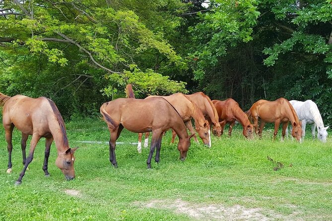 Private Horseback Riding, Swimming and Dunn's River Falls Tour - Getting there from Montego Bay: pickup, comfort, and the human touch