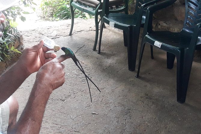 Private Rockland Bird Sanctuary Tour from Montego Bay - Key Things That Make This Tour Worth Your Time