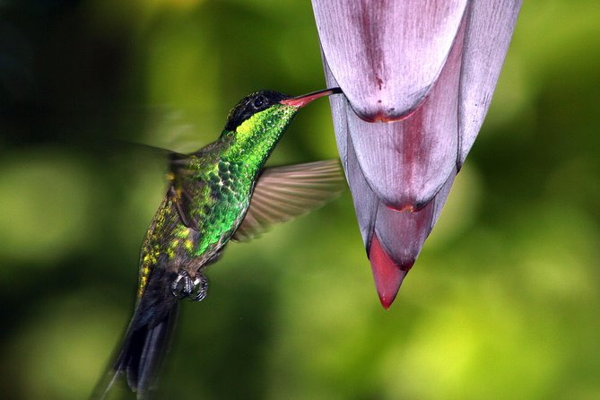 Private Rockland Bird Sanctuary Tour from Montego Bay - Rockland Bird Sanctuary: Hummingbirds Up Close, Not Off in the Trees