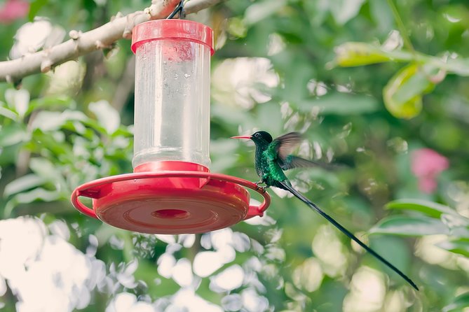 Private Rockland Bird Sanctuary Tour from Montego Bay - The 1-Hour Guided Sanctuary Visit: Nectar Feeding and a Real Garden Walk