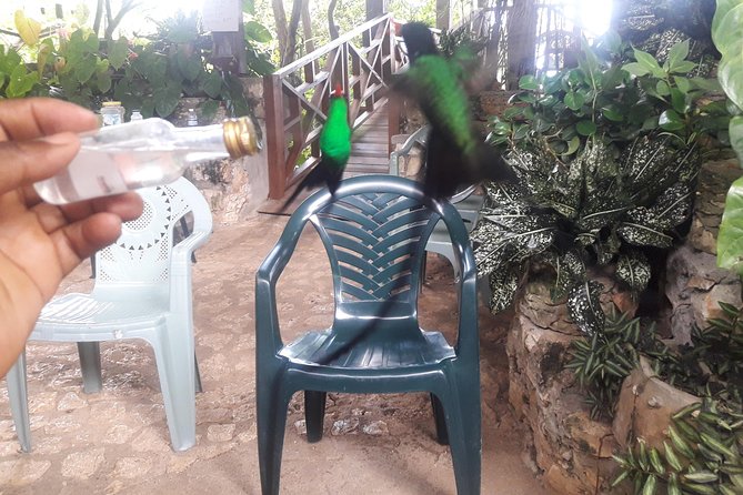 Private Rockland Bird Sanctuary Tour from Montego Bay - Guides, Personality, and the Small Details That Matter