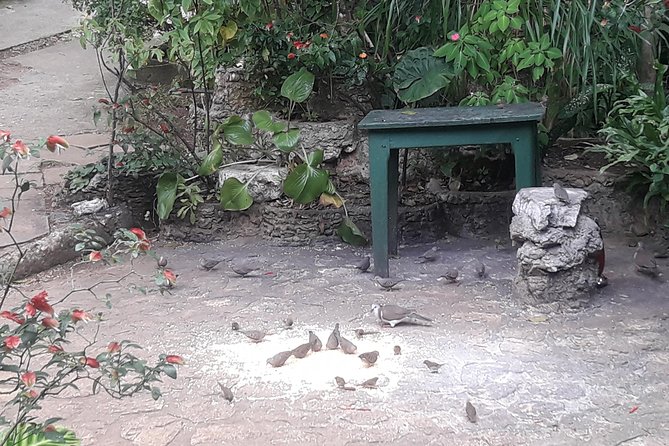 Private Rockland Bird Sanctuary Tour from Montego Bay - Should You Book the Private Rockland Bird Sanctuary Tour?