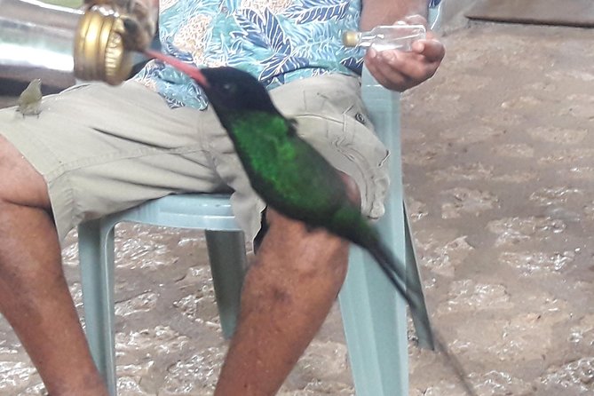 Private Rockland Bird Sanctuary Tour from Montego Bay - Montego Bay Pickup and the Ride to Rockland: Comfortable, But Expect Some Bumps