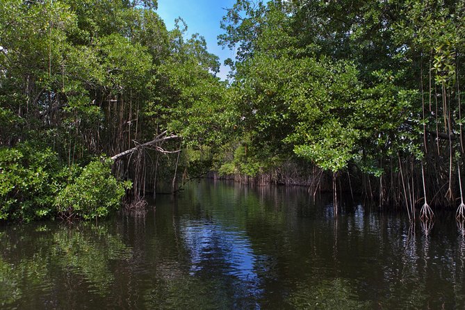 [PRIVATE] YS Falls, Black River, Pelican Bar - Entrance & Lunch - Who This Tour Is Best For