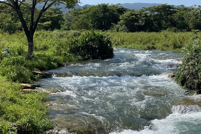 Rastasafari Experience ATV Adventure and Local Day Out - Roaring River Rastafari Village: Culture, Medicinal Herbs, and Community Time