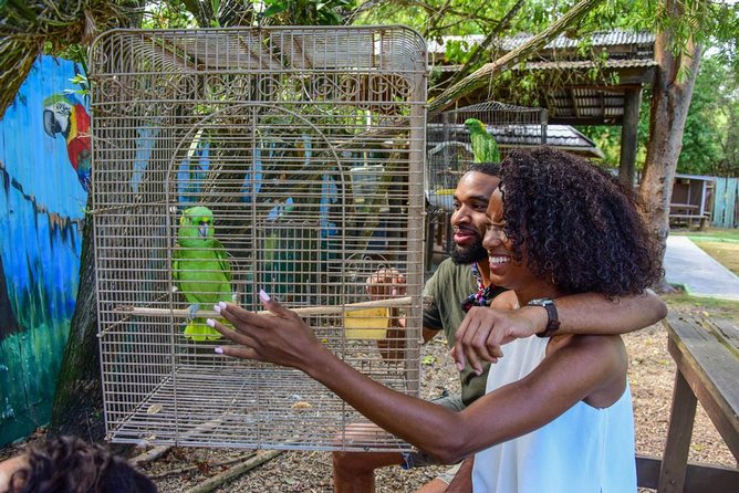 Rockland Bird Sanctuary plus Montego Bay Highlights & Shopping Private Tour - Rockland Bird Sanctuary: the birds come to you