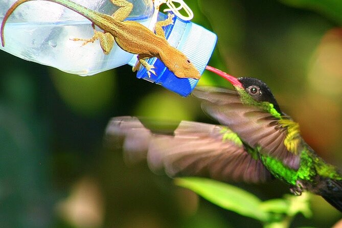 Rockland Bird Sanctuary plus Montego Bay Highlights & Shopping Private Tour - Bailey and Fritz: why the people matter as much as the birds