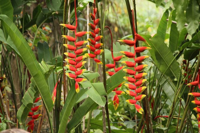 Rockland Bird Sanctuary plus Montego Bay Highlights & Shopping Private Tour - Who this tour suits best