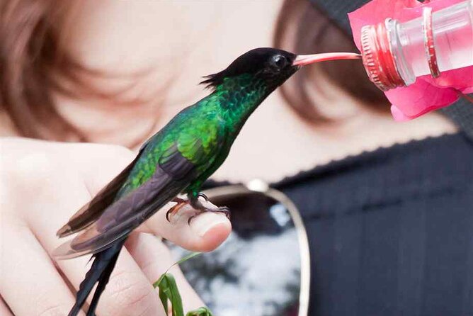 Rockland Bird Sanctuary plus Montego Bay Highlights & Shopping Private Tour - Should you book Rockland Bird Sanctuary plus Montego Bay highlights?