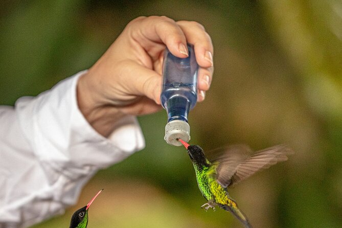 Rockland Bird Sanctuary plus Montego Bay Highlights & Shopping Private Tour - Hotel-to-sanctuary transfers that keep your day stress-free