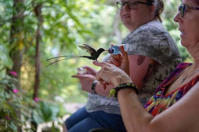 Rockland Bird Sanctuary Private Tour - Rocklands Bird Sanctuary: A Relaxed Bird Walk Near Montego Bay