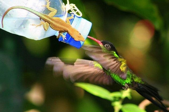 Rockland Bird Sanctuary Private Tour - Practical Tips to Get the Best Bird Experience