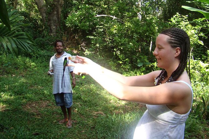 Rockland Bird Sanctuary Tour [Transportation] Hotel Pick-Up - Birds to Look For: Jamaica Species and Caribbean Hits