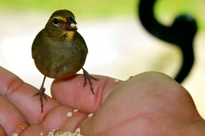 Rockland Bird Sanctuary Tour [Transportation] Hotel Pick-Up - Price and Value: $69.90 Transfers Included, Tickets Extra