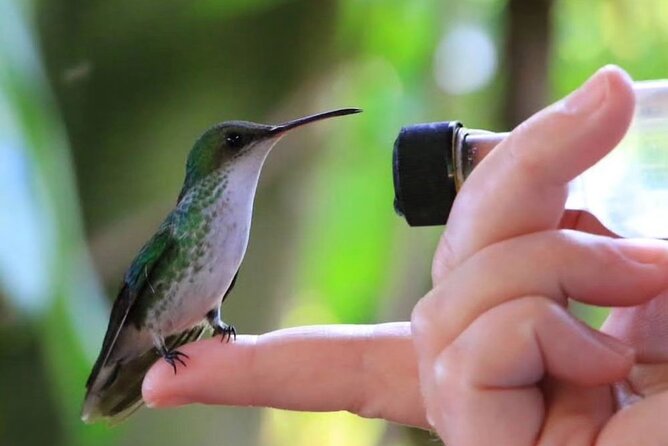 Rocklands Bird Sanctuary and Montego Bay Highlights - Key highlights you should care about
