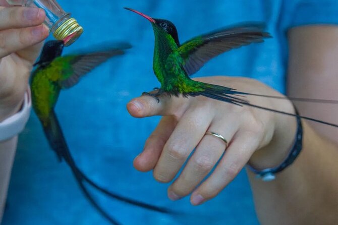 Rocklands Bird Sanctuary and Montego Bay Highlights - From Montego Bay out to Rocklands: why the Anchovy drive matters