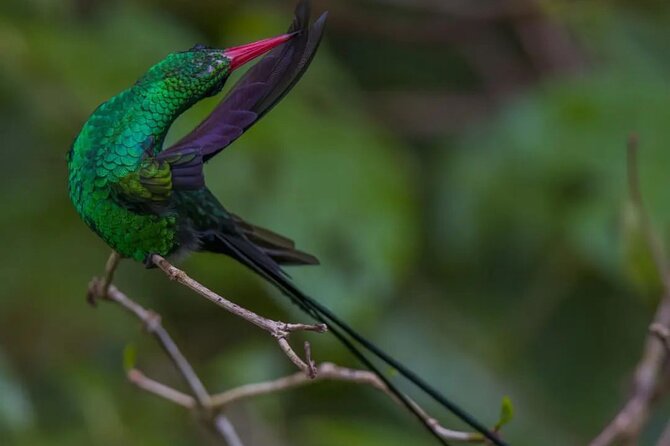 Rocklands Bird Sanctuary and Montego Bay Highlights - The guided flow: how the time usually plays out