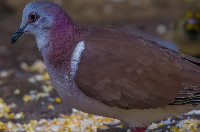 Rocklands Bird Sanctuary and Montego Bay Highlights - The local stops en route: shopping and food samples that keep it real