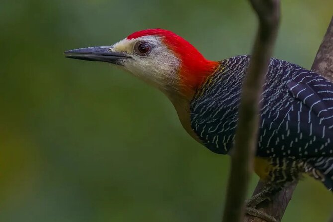 Rocklands Bird Sanctuary and Montego Bay Highlights - Who this tour fits best