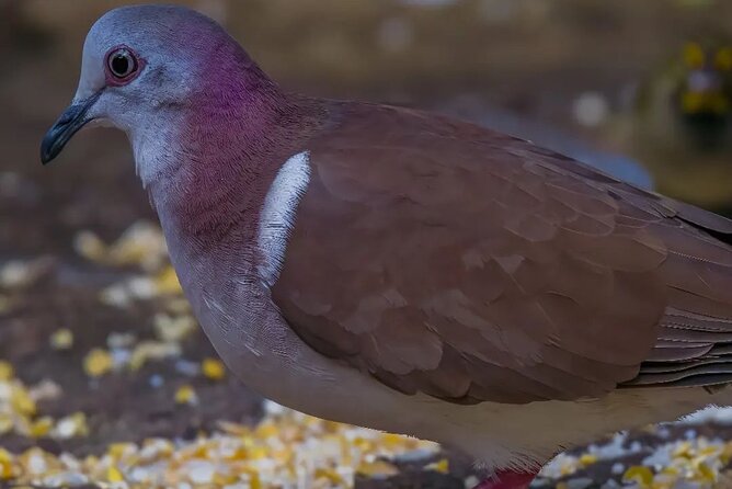 Rocklands Bird Sanctuary and Montego Bay Highlights - Practical tips that make the bird feeding easier