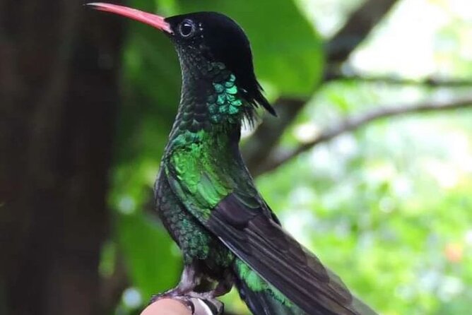 Rocklands Bird Sanctuary and Montego Bay Highlights - Rocklands Bird Sanctuary: the hummingbird experience you’re really booking