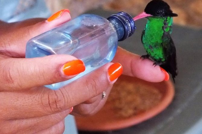 Rocklands Bird Sanctuary & City Highlights plus Shopping from Montego Bay - Rocklands Bird Sanctuary: Why This Is the Real Reason to Book