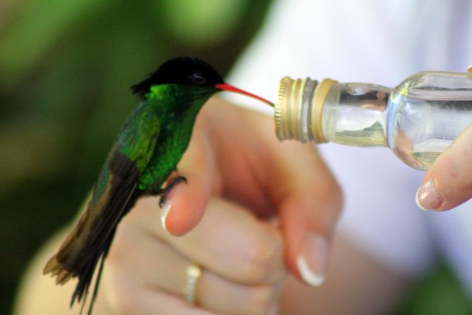 Rocklands Bird Sanctuary & City Highlights plus Shopping from Montego Bay - Hip Strip Shopping: Souvenirs Plus a Real Local Shopping Rhythm