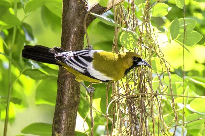 Rocklands Bird Sanctuary & City Highlights plus Shopping from Montego Bay - Price and What $135 Really Buys You in Montego Bay