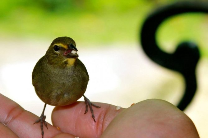 Rocklands Bird Sanctuary & City Highlights plus Shopping from Montego Bay - Timing and Logistics: How the 8:00 am Start Shapes Your Day