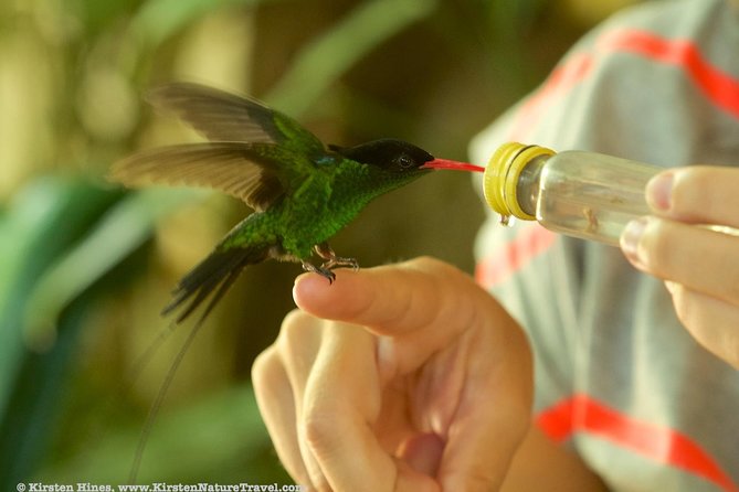 Rocklands Bird Sanctuary & City Highlights plus Shopping from Montego Bay - Should You Book This Montego Bay + Rocklands Bird Sanctuary Tour?
