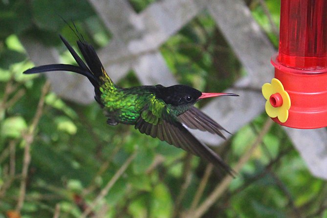 Skip the Line: Ahhh Ras Natango Gallery and Garden Admission Tickets - Key Points You’ll Care About Before You Go
