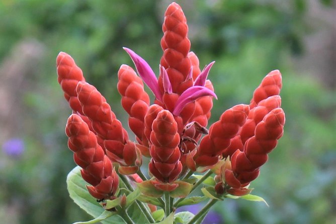 Skip the Line: Ahhh Ras Natango Gallery and Garden Admission Tickets - Refreshments, Energy Levels, and Optional Food