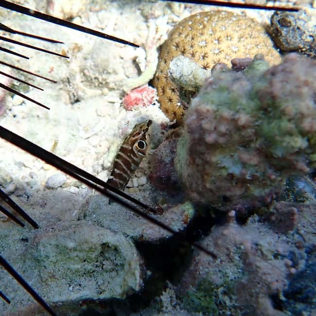 Snorkeling in Montego Bay with Transportation - Who This Snorkeling Trip Fits Best