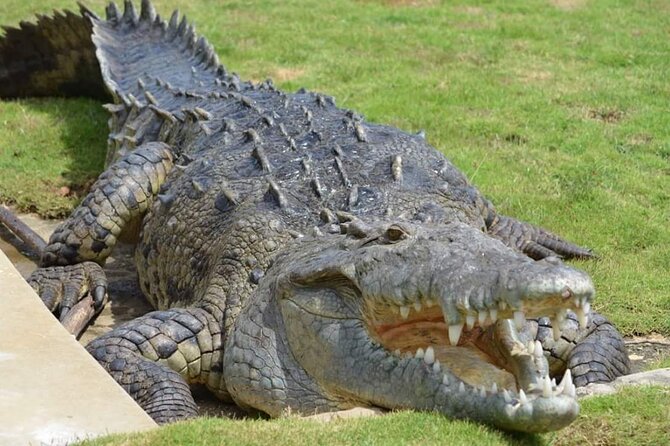 South Coast Cultural Tour History and Nature - Tirron Tours JA: why the guide makes the difference