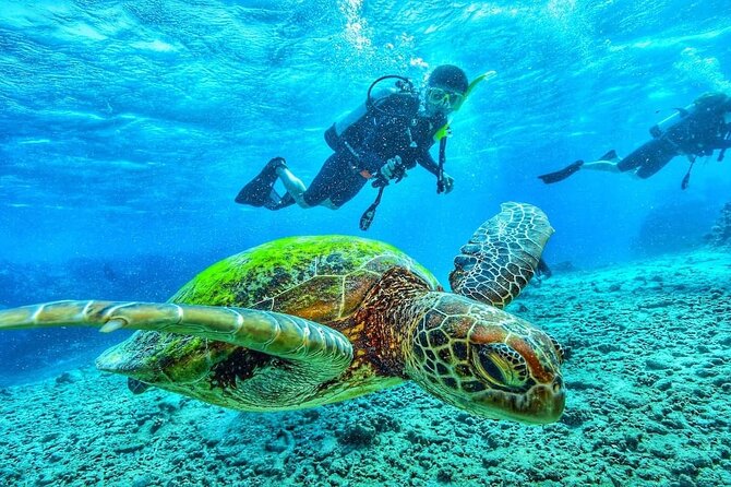 Two Tank Dive in Montego Bay w/Certified Divers - Price and Inclusions: What $155 Really Gets You
