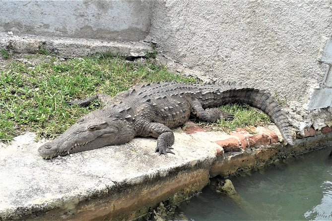 YS Falls and Black River Safari Guided Tour from Montego Bay and Grand Palladium - Why This South Coast Combo Makes Sense