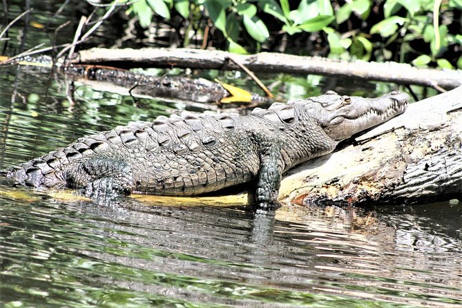 YS Falls and Black River Safari Guided Tour from Montego Bay and Grand Palladium - The Black River Safari Cruise: Wildlife, Birds, and Up-Close Crocodiles