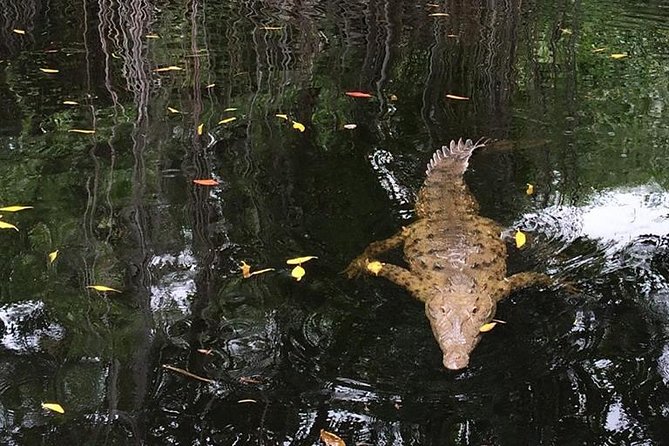 YS Falls, Black River Safari, and Floyd's Pelican Bar Day-Trip (Transportation) - The Driver Factor: Professional, Patient, and Really Helpful